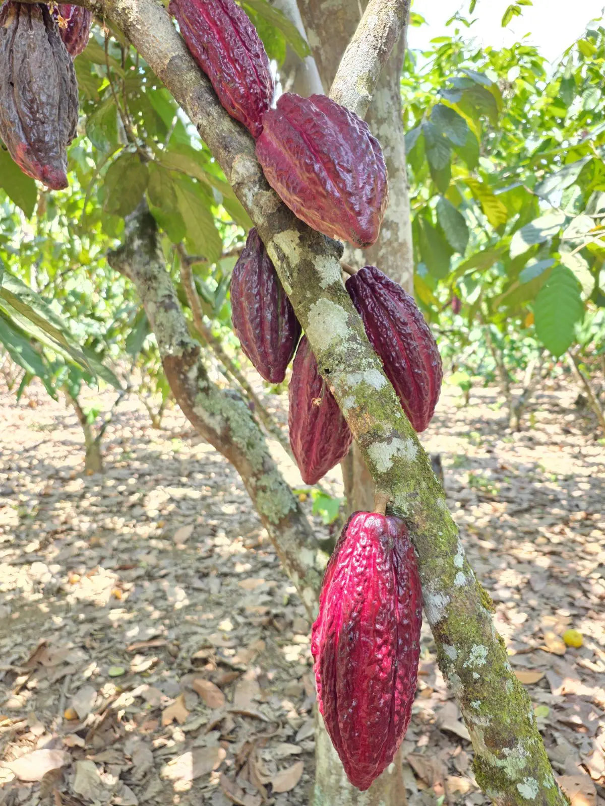 100% Pure Cacao - Ceremonial Grade