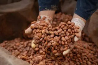 100% Pure Cacao - Ceremonial Grade