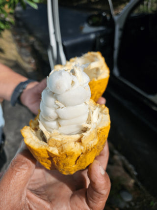 100% Pure Cacao - Ceremonial Grade