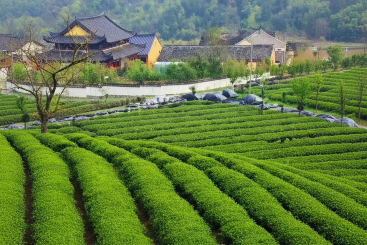 Ceremonial Grade Matcha - Uji, Japan