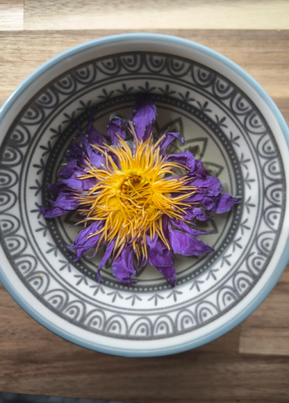 Sacred Blue Lotus – 10 Hele Bloemen (Ceremoniële Kwaliteit)
