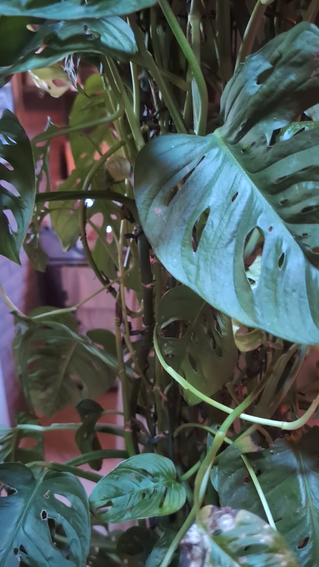 Video laden: 